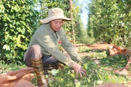 Người trồng hồ tiêu ở Gia Lai tiếp tục gặp khó