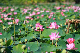 Cánh đồng sen 5 ha nở rộ giữa nắng hạn Ninh Thuận