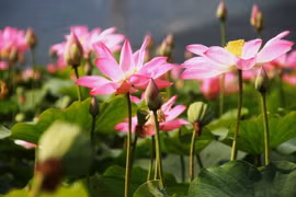 Cánh đồng sen ở Khánh Hòa ngỡ như Đồng Tháp Mười