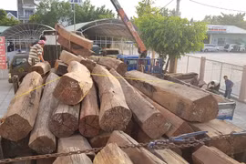 Phát hiện xe đầu kéo chở số lượng lớn gỗ chưa rõ nguồn gốc