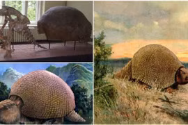 Phát hiện hóa thạch loài thú răng chạm có niên đại 600.000 năm