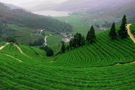 Những điểm đến lý tưởng dành cho người yêu thích trà