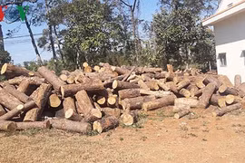 Bắt giữ một kiểm lâm nhận hối lộ vụ phá rừng thông cộng đồng