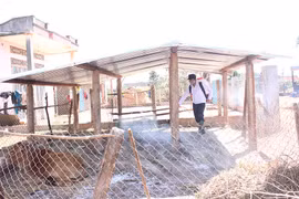 Mang Yang: Công bố hết dịch lở mồm long móng trên đàn gia súc