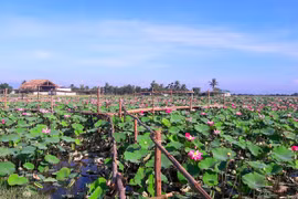 Cánh đồng sen 5 ha nở rộ giữa nắng hạn Ninh Thuận