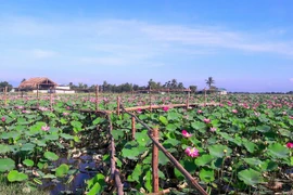 Cánh đồng sen 5 ha nở rộ giữa nắng hạn Ninh Thuận
