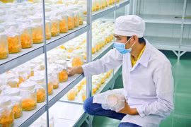 Chàng trai 9X chinh phục đông trùng hạ thảo