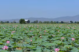 Cánh đồng sen trên đất Phú Thiện