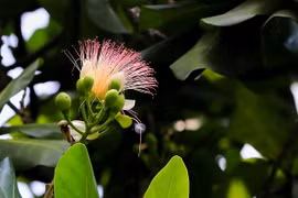 Cây bàng vuông 16 năm tuổi ở Sài Gòn vào mùa nở hoa