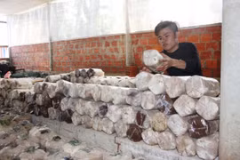 9X trồng nấm sò kiếm 18 triệu/tháng