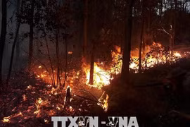 Các địa phương phải xây dựng phương án phòng cháy, chữa cháy rừng