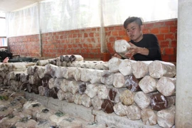 9X trồng nấm sò kiếm 18 triệu/tháng