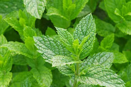 8 lợi ích của lá bạc hà trong làm đẹp