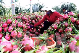 Từ ngày 1-4, hoa quả VN XK sang Trung Quốc bị truy xuất nguồn gốc