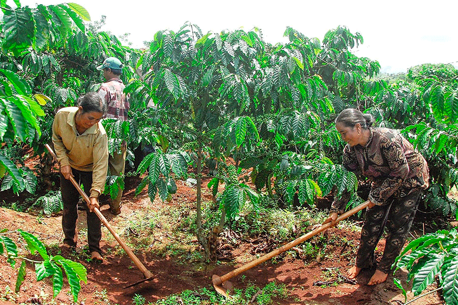 Hỗ trợ nông dân tái canh cà phê