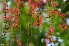 Hoa lộc vừng nở, rụng trải thảm mặt hồ Gươm