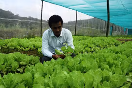 Cử nhân toán lập hợp tác xã rau sạch