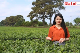 Chè trên cao nguyên