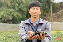 8X làm giàu thành công từ nuôi ốc nhồi