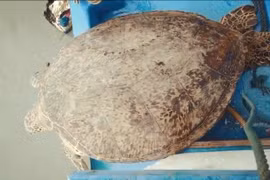 Bình Định: Rùa biển nặng 120 kg thuộc nhóm 'đang bị đe dọa' được thả về biển