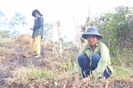 Kbang đẩy mạnh trồng rừng phủ xanh đất trống, đồi trọc