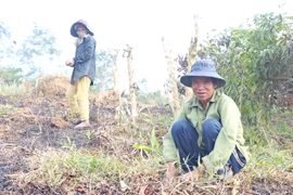 Kbang đẩy mạnh trồng rừng phủ xanh đất trống, đồi trọc