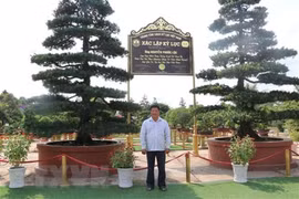 Hai cây vạn niên tùng ở Đồng Tháp xác lập kỷ lục Việt Nam