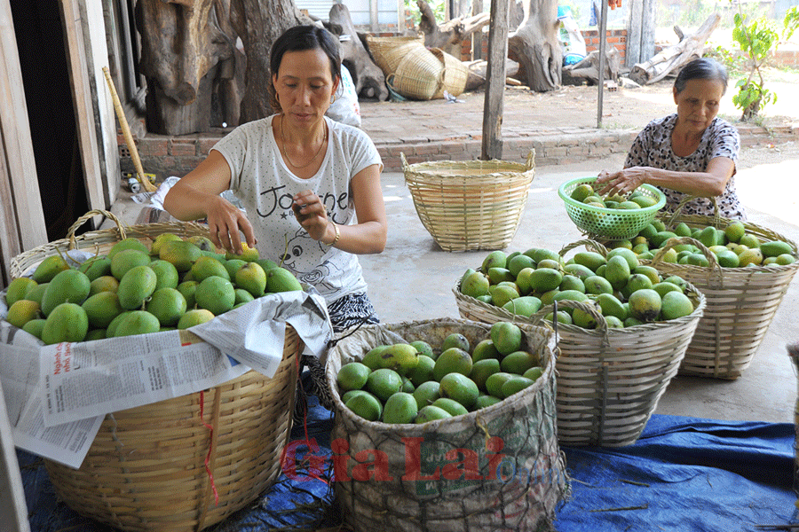 Gia Lai bốn mùa cây trái