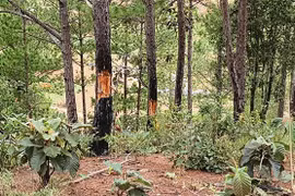 Lâm Đồng khuyến khích người dân, cơ quan báo chí giám sát, tố giác phá rừng