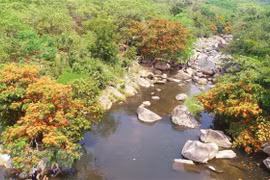 Bình Định: Trang rừng nở rộ bên bờ suối Tà Má, thu hút du khách