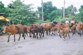 Gia Lai ban hành kế hoạch phòng-chống bệnh viêm da nổi cục ở trâu, bò