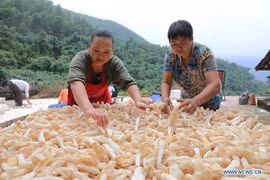 Vô vàn lợi ích của nấm