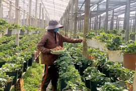 Nông dân Ia Băng đổi mới tư duy sản xuất