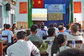 Chư Prông: Hội thảo giới thiệu giống lúa mới N25