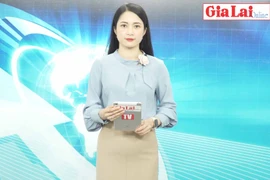 Gia Lai 48h: Giá hồ tiêu đảo chiều giảm mạnh