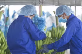 Hoàng Anh Gia Lai của bầu Đức tiếp tục bán thêm 80 triệu cổ phiếu HNG