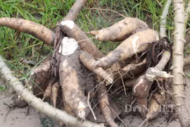 Giá sắn tươi tăng vù vù, vì sao người trồng vẫn phải đề cao cảnh giác?