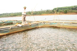 Nuôi cá lồng trong hồ thủy lợi, thủy điện: Nhiều triển vọng