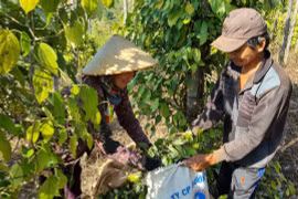 Khan hiếm nhân công thu hoạch hồ tiêu