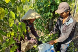 Khan hiếm nhân công thu hoạch hồ tiêu