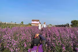 Sắc hoa thạch thảo đẹp mê hồn ở Phố núi