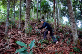 Quảng Ngãi: Phục hồi rừng quế bản địa của người Cor