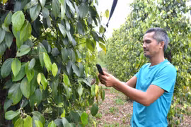 Giá hồ tiêu tăng, nông dân Gia Lai bắt đầu có lãi