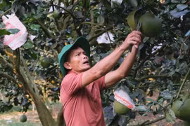 Lâm Đồng: Ông nông dân "sáng chế" ra thứ thuốc sâu khiến vườn bưởi da xanh ra đầy trái, bất ngờ nhiều người tới xem