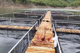 Chàng trai chế tạo chiếc lồng bè nuôi cá