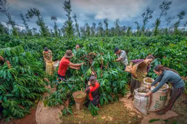 Con số nhất thời và câu chuyện sản xuất bền vững