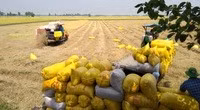 Giá lúa gạo hôm nay 9/3: Nông dân rơi mất 1.000 đồng/kg ngay tại ruộng, lý do tại sao?