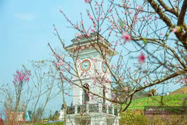 Ngất ngây thiên đường hoa anh đào đẹp lịm tim tại Sa Pa