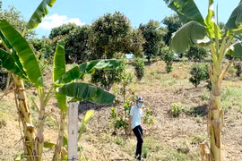 Vướng mắc trong giải phóng mặt bằng Khu Kinh tế Cửa khẩu Quốc tế Lệ Thanh