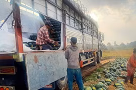 Giá dưa tăng gấp 3 sau dịch COVID-19, nông dân phấn khởi ra đồng